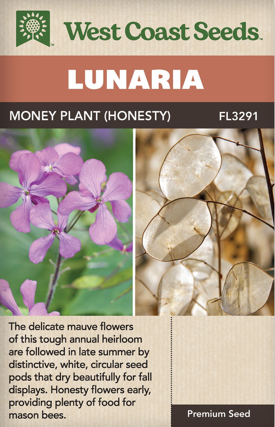 Lunaria Honesty - West Coast Seeds