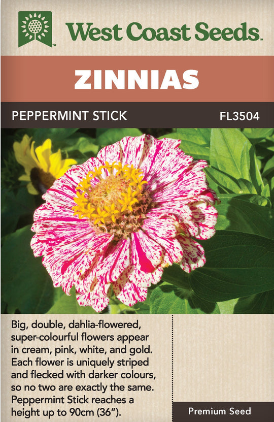 Zinnias Peppermint Stick - West Coast Seeds Ltd