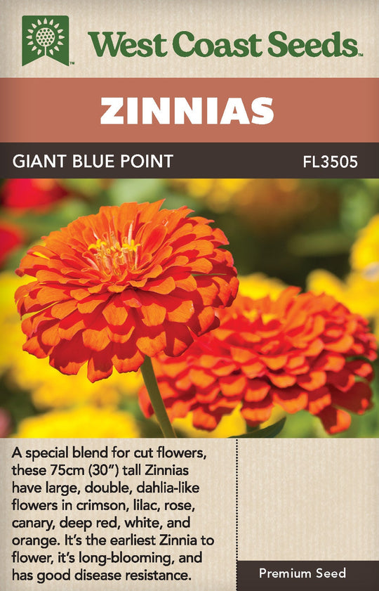 Zinnia Giant Blue Point Formula - West Coast Seeds