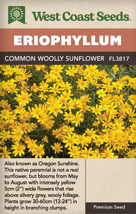 Eriophyllum Common Woolly Sunflower - West Coast Seeds