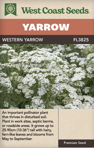 Yarrow Western  - West Coast Seeds