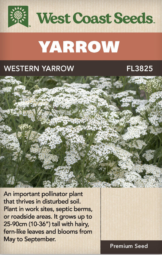 Yarrow Western  - West Coast Seeds