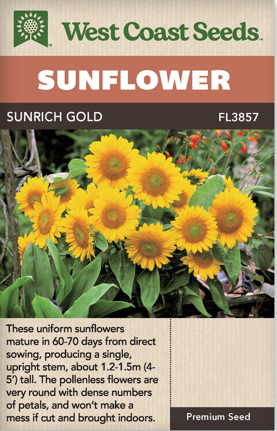 Sunflower Sunrich Gold - West Coast Seeds