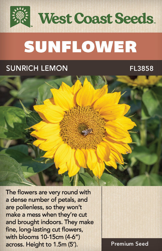 Sunflower Sunrich Lemon - West Coast Seeds