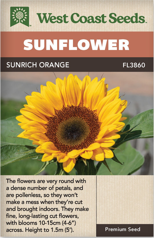 Sunflower Sunrich Orange - West Coast Seeds