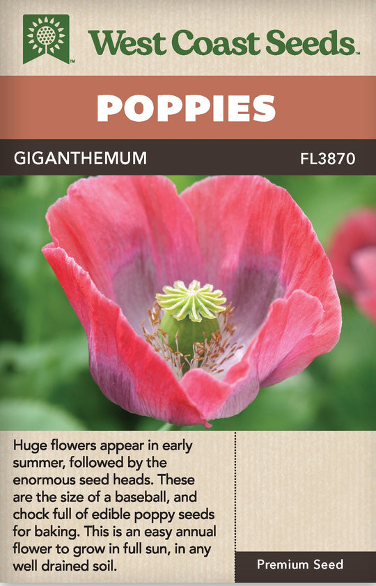 Poppy Giganthemum - West Coast Seeds