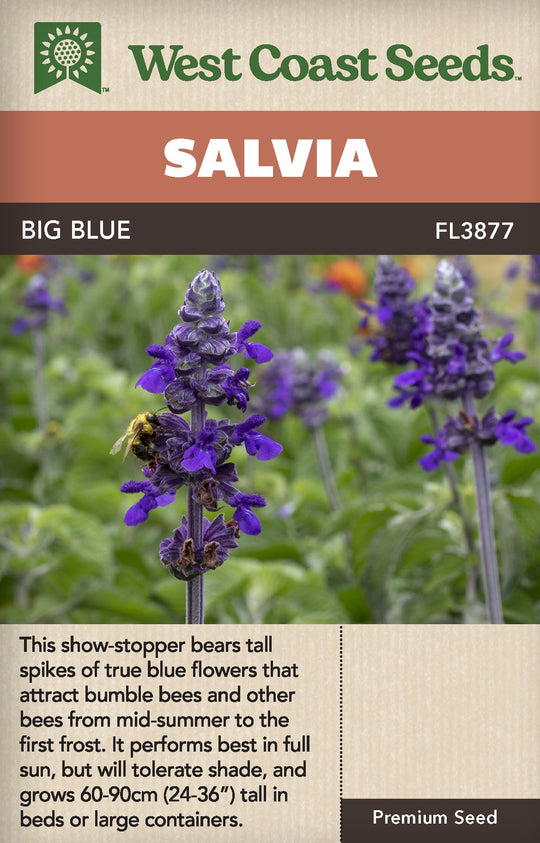 Salvia Big Blue - West Coast Seeds