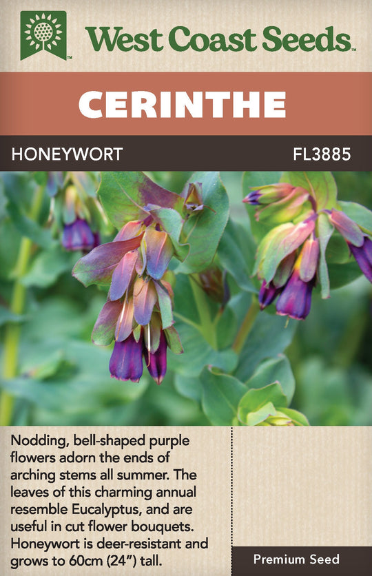 Cerinthe Honeywort - West Coast Seeds