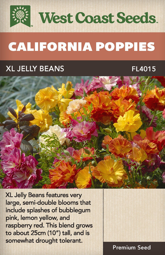 California Poppy XL Jelly Bean - West Coast Seeds