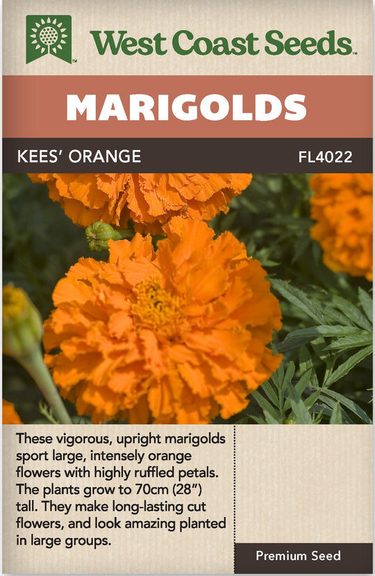 Marigold Kees' Orange - West Coast Seeds