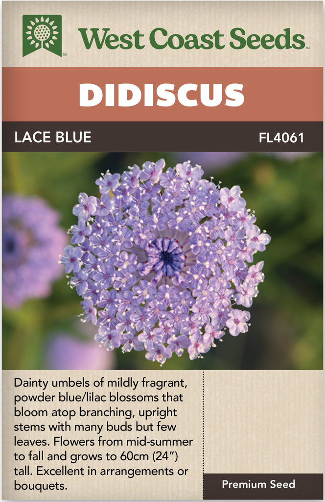 blue lace flower seeds Didiscus Lace Blue