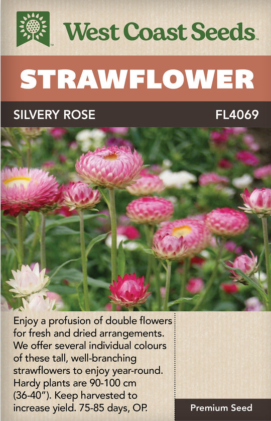 Strawflower Silvery Rose - West Coast Seeds