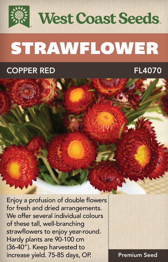 Strawflower Copper Red - West Coast Seeds