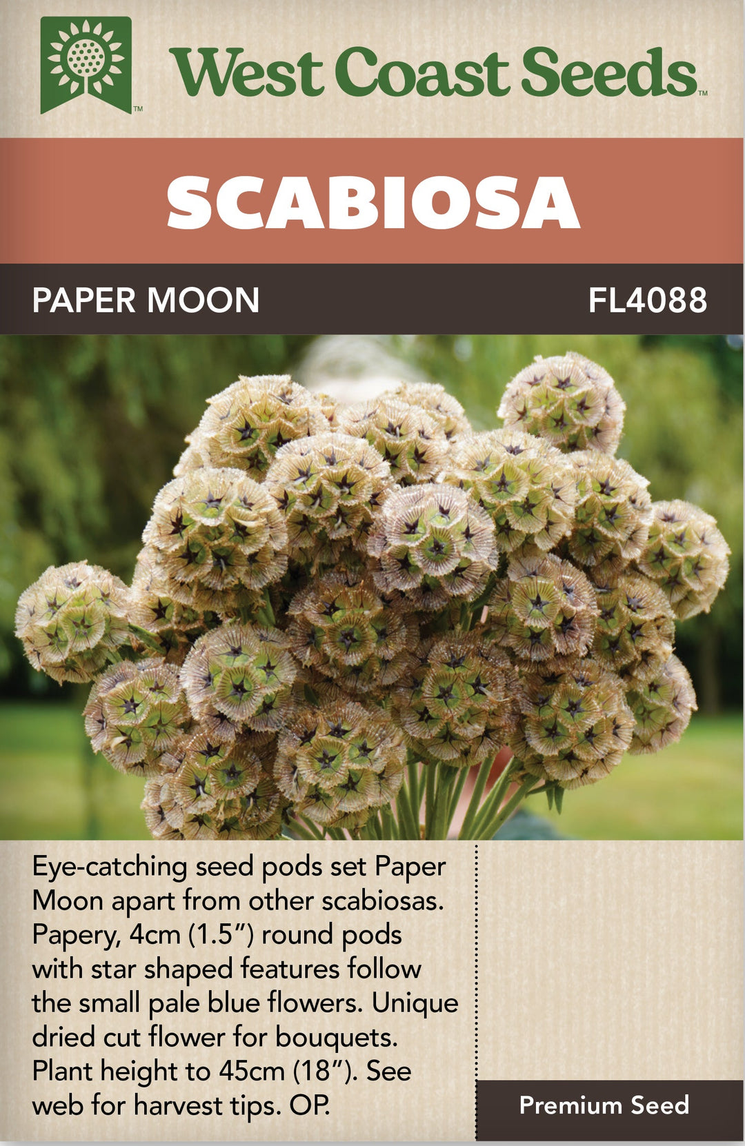 Scabiosa Paper Moon - West Coast Seeds