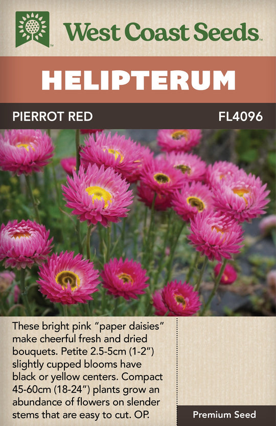 Helipterum Pierrot Red - West Coast Seeds