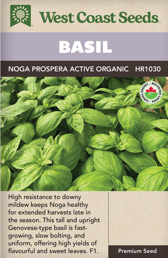 Organic Basil Noga Prospera Active - West Coast Seeds