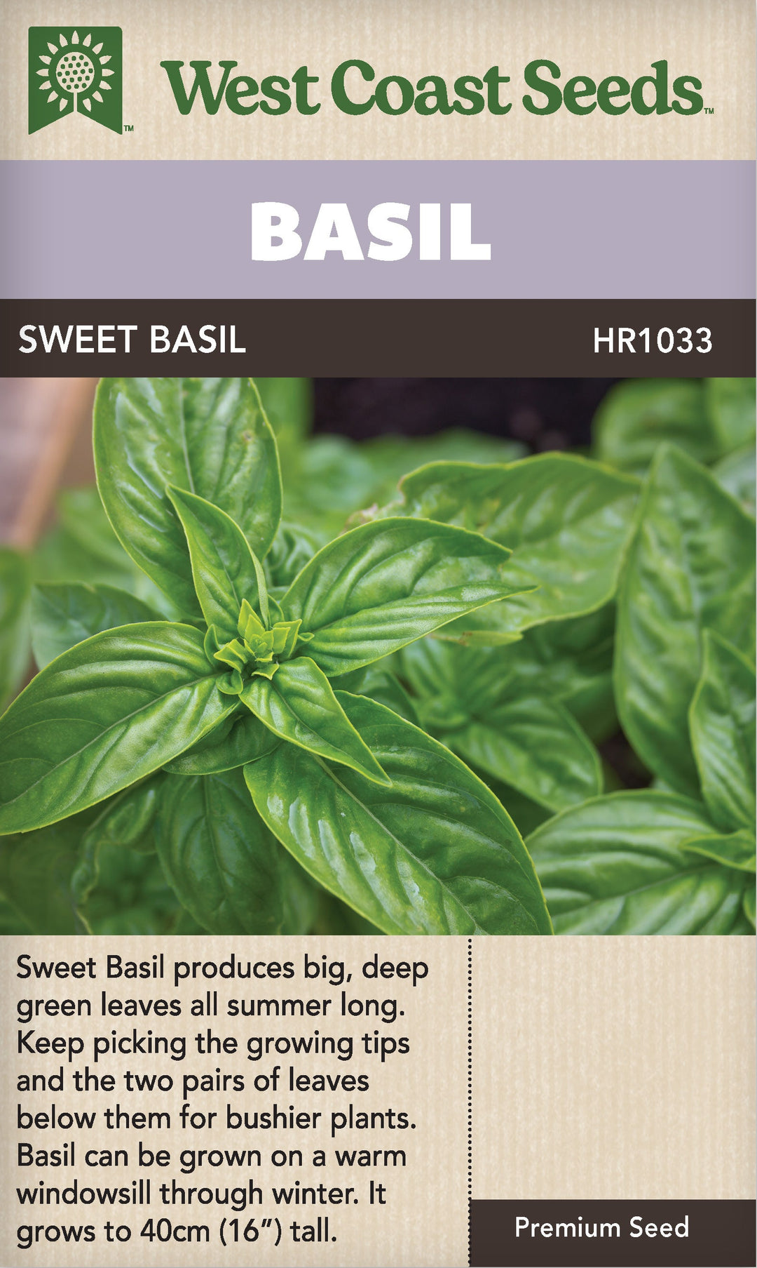 plant basil seeds outdoors Basil Sweet