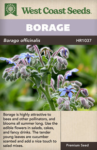 Borage - West Coast Seeds