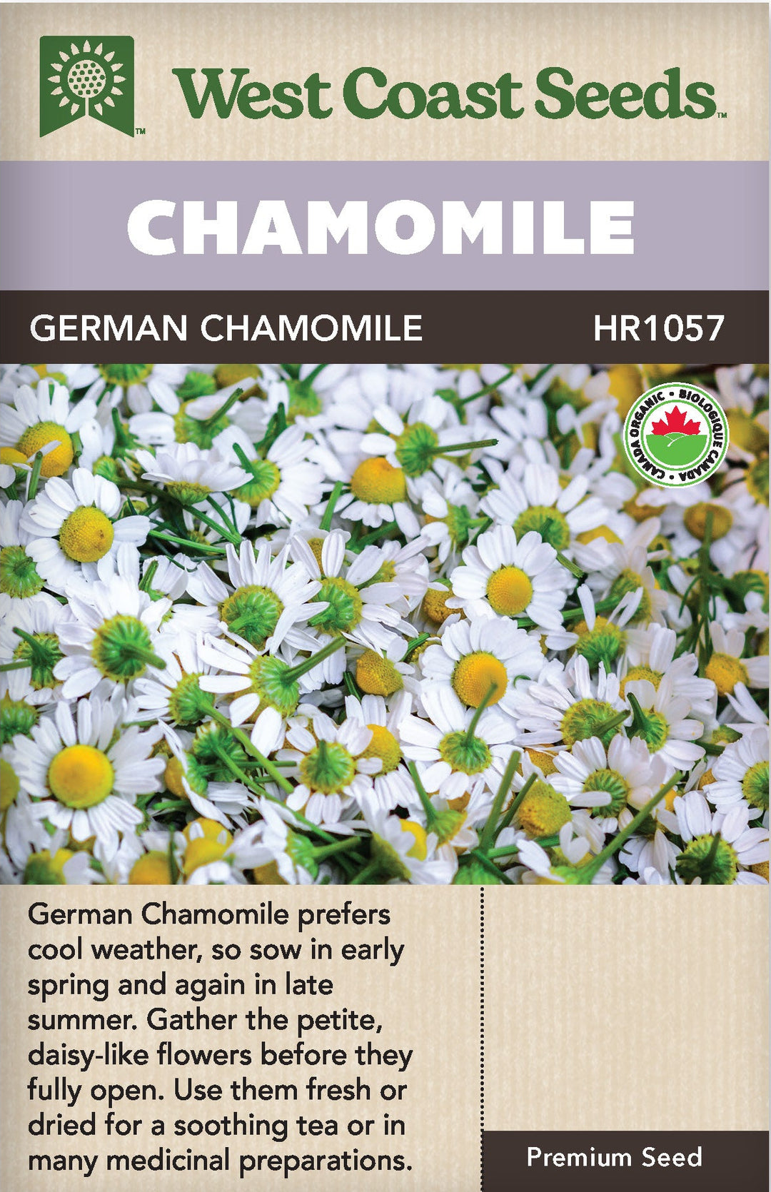 chamomile flower seeds for sale Organic Chamomile German