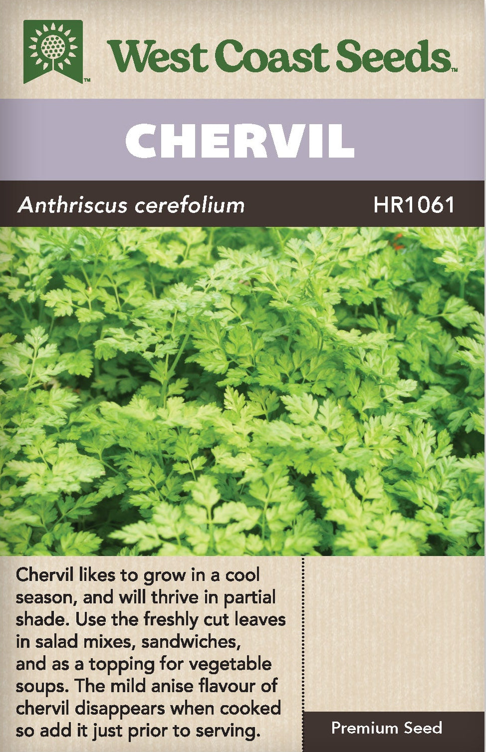 planting chervil seeds Chervil