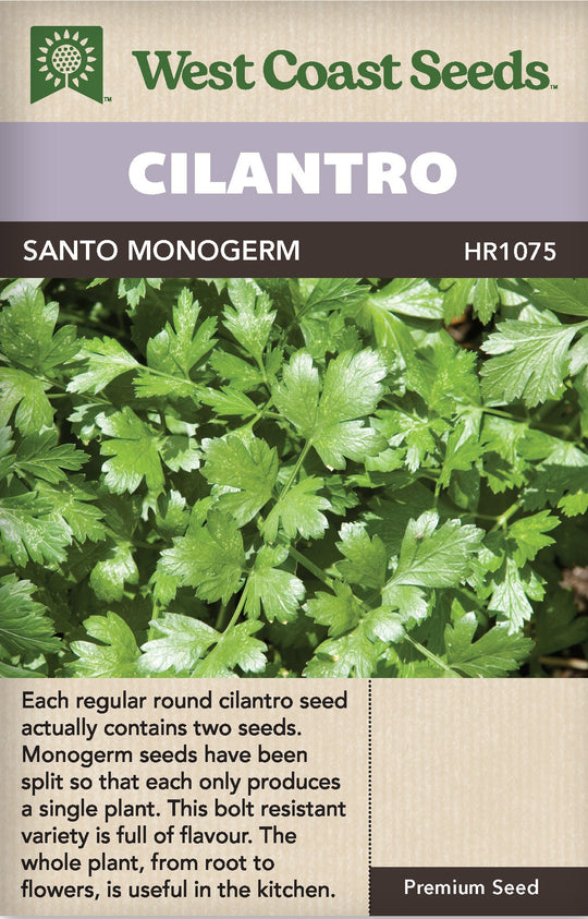 Cilantro Santo Monogerm - West Coast Seeds