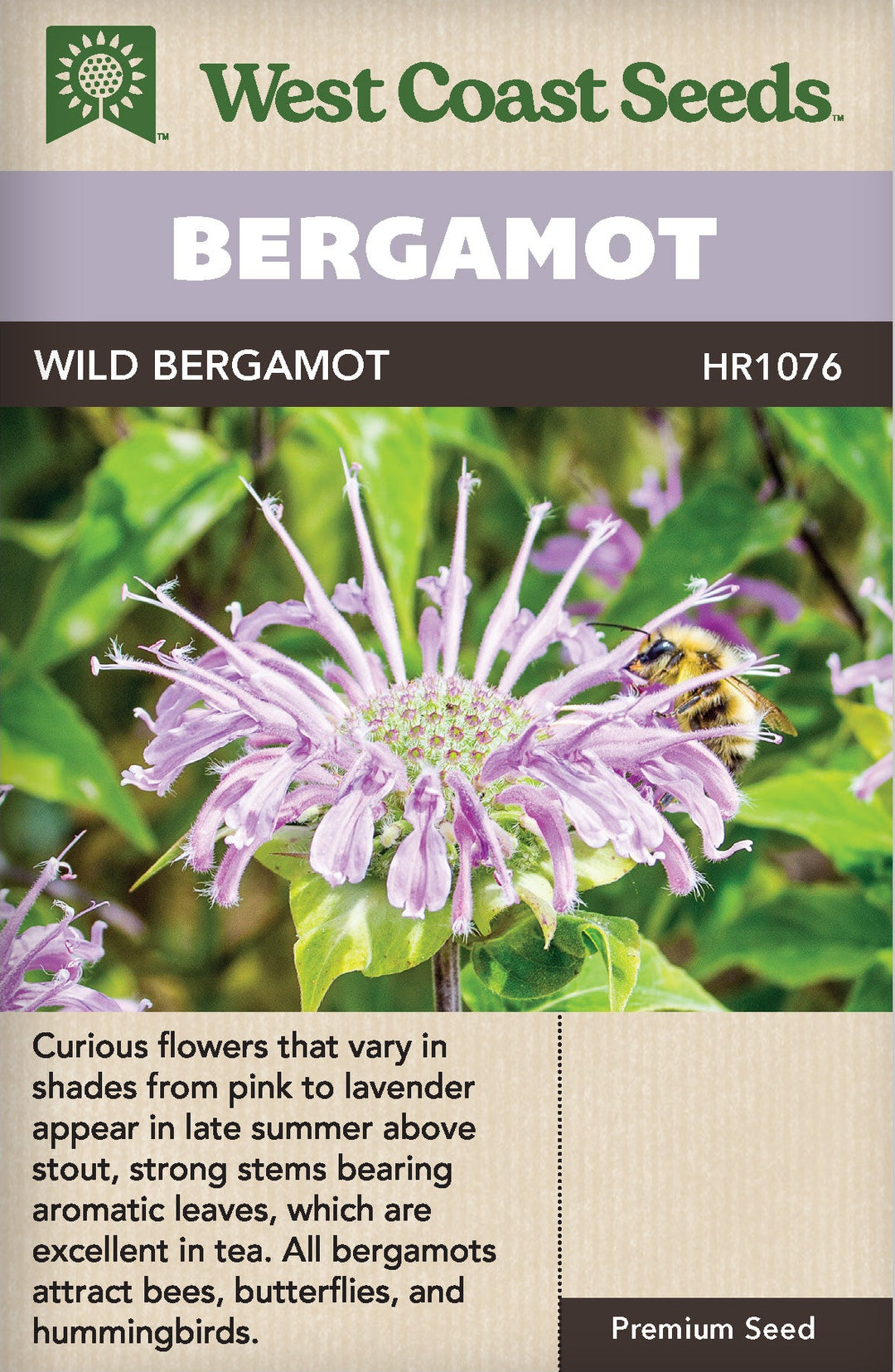 Bergamot Wild - West Coast Seeds