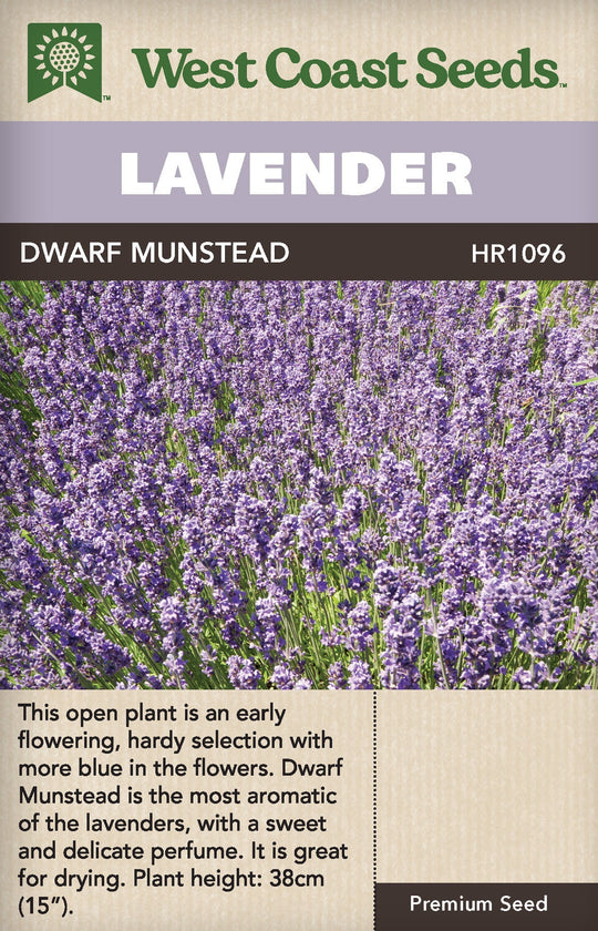 Lavender Dwarf Munstead - West Coast Seeds