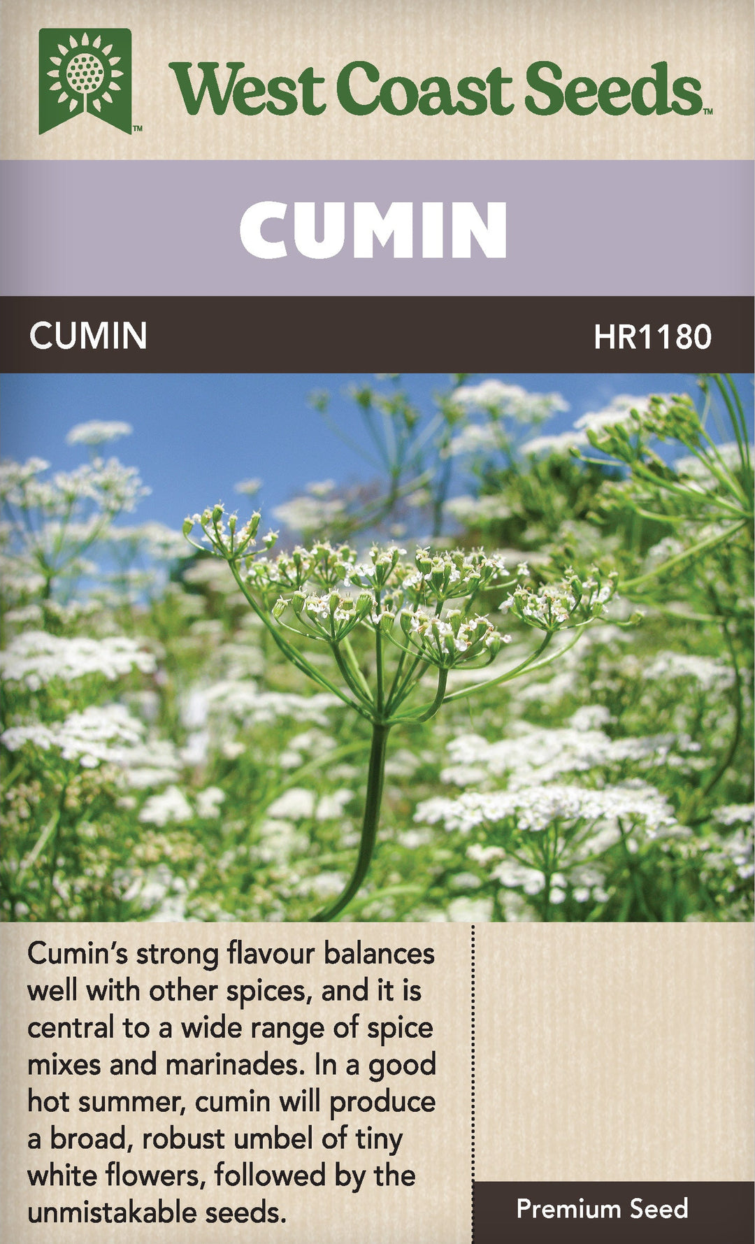 buy cumin seeds for planting Cumin