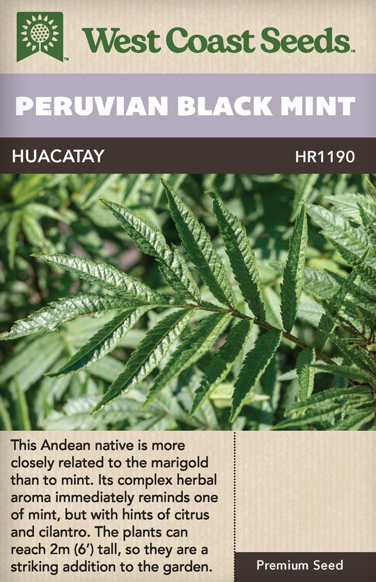 Mint Peruvian Black Huacatay - West Coast Seeds