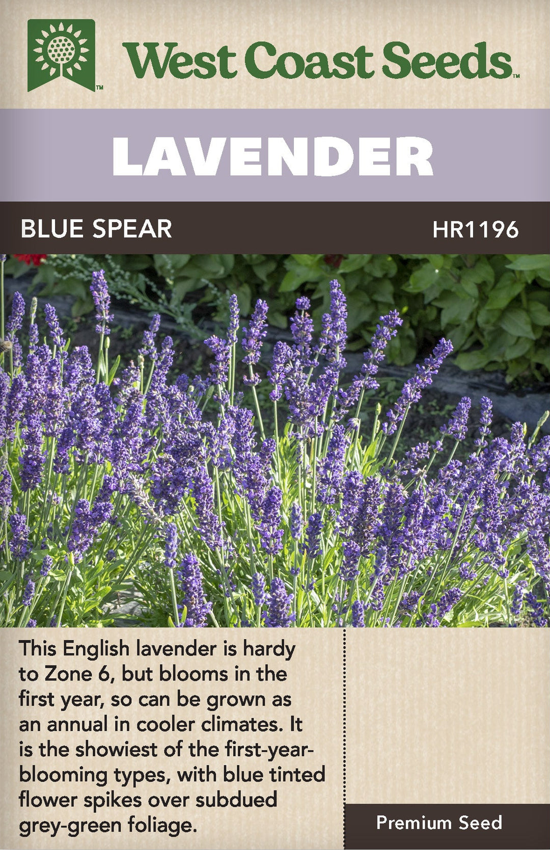 Lavender Blue Spear - West Coast Seeds