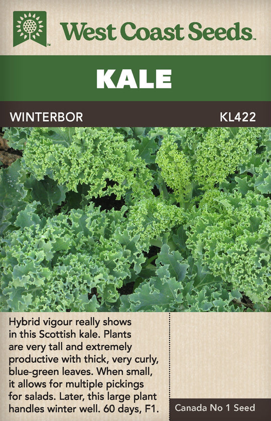 Kale Winterbor - West Coast Seeds