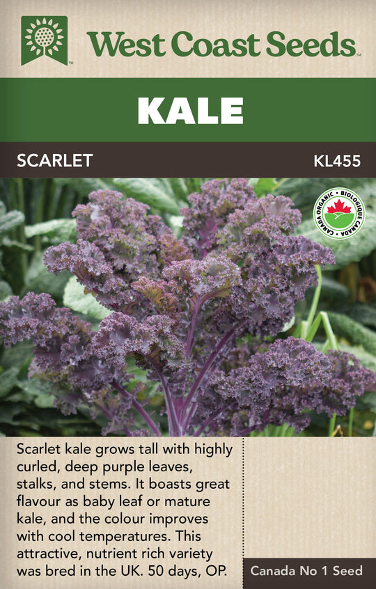 Organic Kale Scarlet - West Coast Seeds