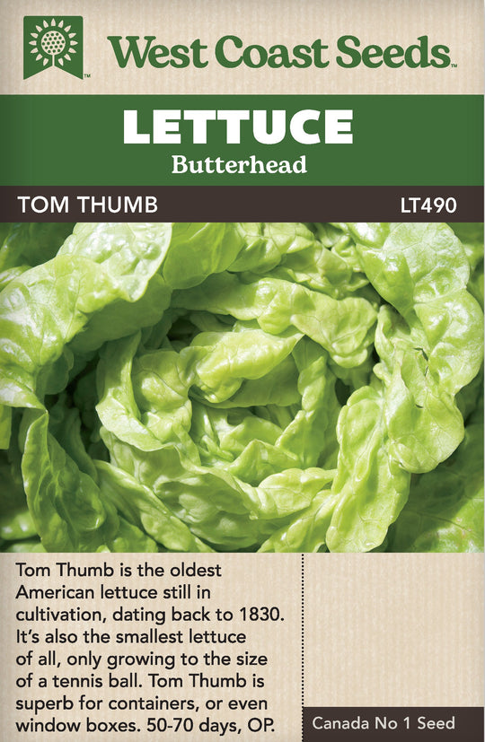 Lettuce Tom Thumb - West Coast Seeds