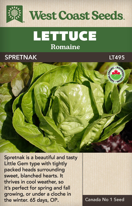 Organic Lettuce Spretnak - West Coast Seeds