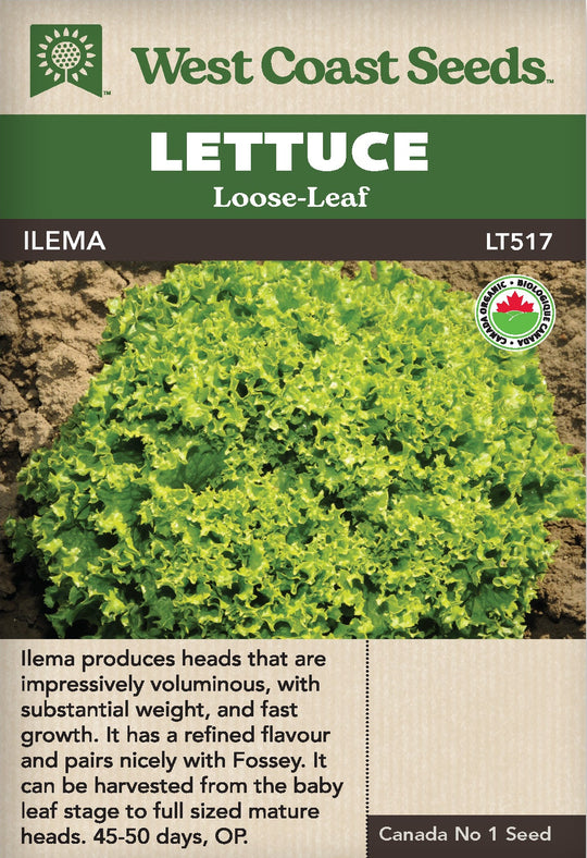 Organic Lettuce Ilema - West Coast Seeds