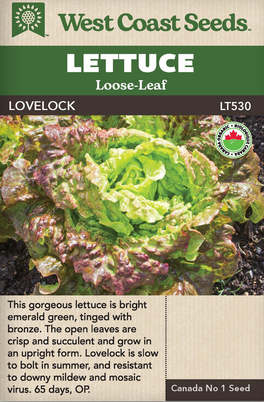 Organic Lettuce Lovelock - West Coast Seeds