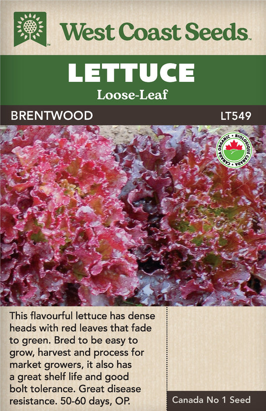 Organic Lettuce Brentwood - West Coast Seeds