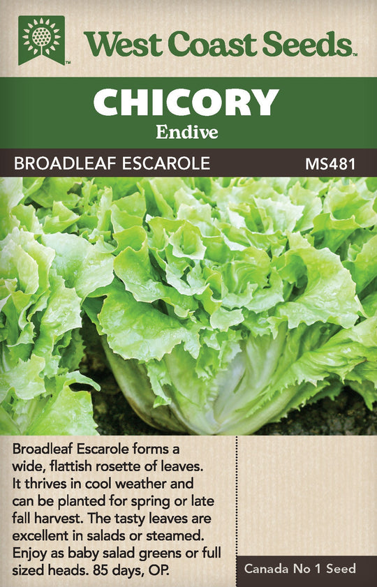 Chicory Broadleaf Batavian Escarole - West Coast Seeds