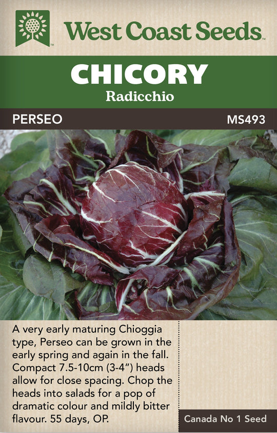 Chicory Perseo - West Coast Seeds