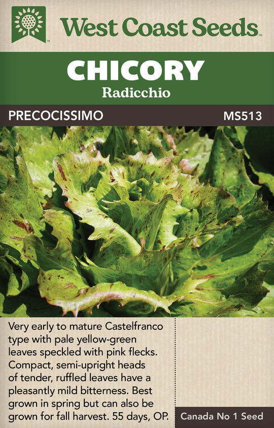 Chicory Precocissimo - West Coast Seeds
