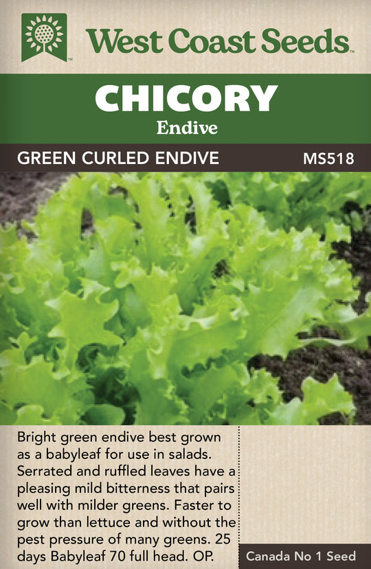 Chicory Green Curled Endive - West Coast Seeds