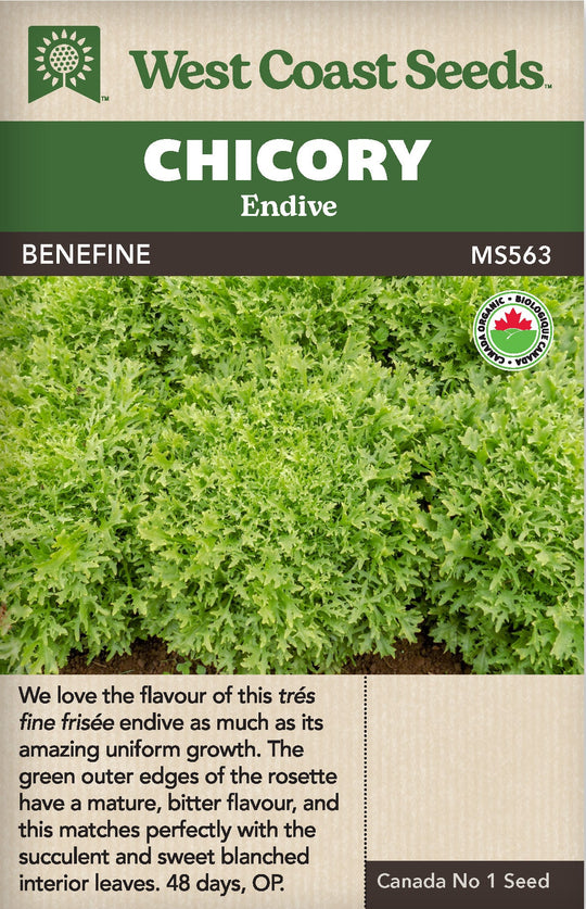 Organic Chicory Benefine - West Coast Seeds