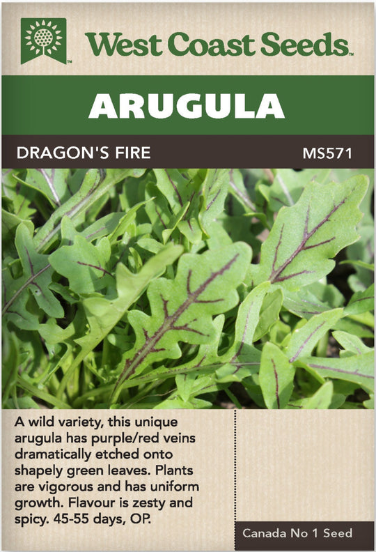 Arugula Dragon's Fire - West Coast Seeds