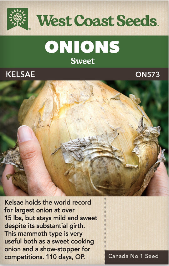 Onion Kelsae - West Coast Seeds