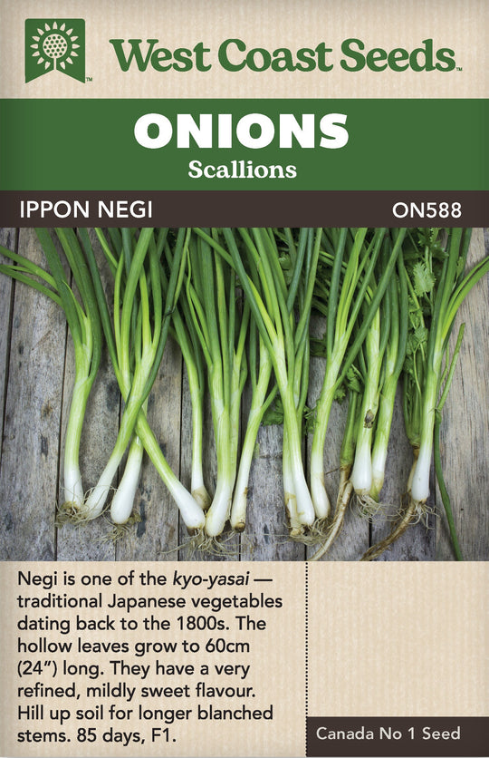 Onion Ippon Negi - West Coast Seeds