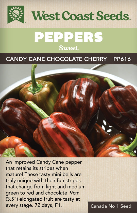 Peppers Candy Cane Chocolate Cherry - West Coast Seeds