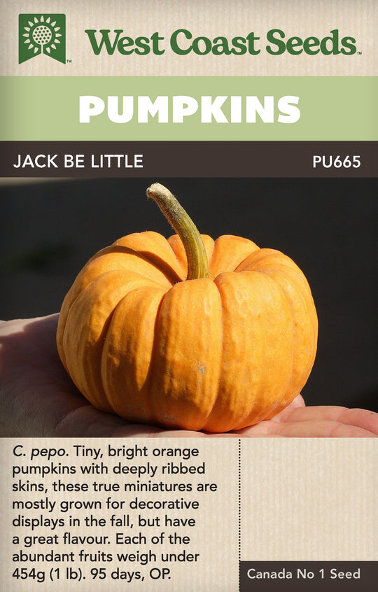 Pumpkin Jack Be Little - West Coast Seeds