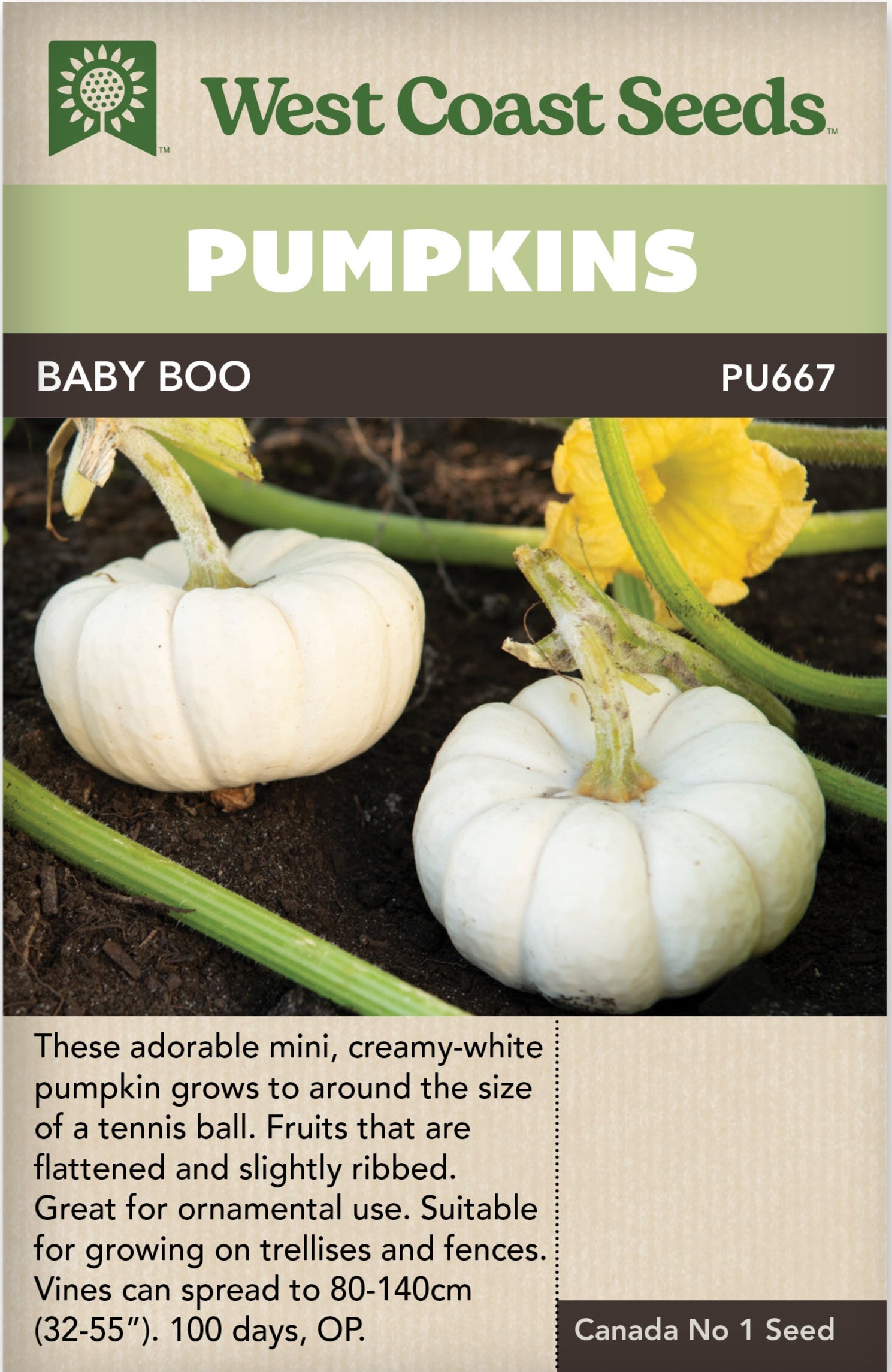 Pumpkin Baby Boo - West Coast Seeds