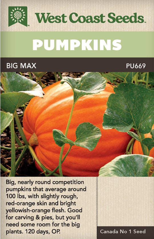 Pumpkin Big Max - West Coast Seeds