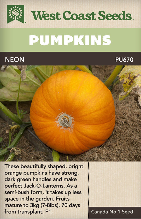Pumpkin Neon - West Coast Seeds